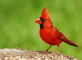 ✓ free for commercial use ✓ high quality images. Northern Cardinal Wikipedia