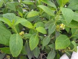 Image result for Buchnera usuiensis