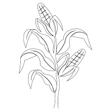 How to draw corn stalks. Pin By Christina Holt On Screen Print Drawings Corn Drawing Corn Stalks