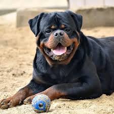 Image result for Rotala gossweileri