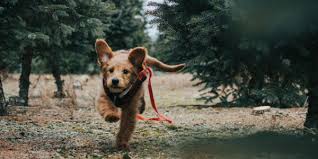 How to train your stubborn dog to come; Reliable Recall Teach Your Dog To Come When Called
