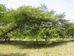 Image result for Acacia polyacantha