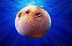 The Weirdest Animals On Planet Earth Weird Animals Ocean Animals Poisonous Animals