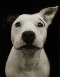 Heartbreakingly Beautiful Portraits Of Shelter Dogs Dog Waiting Dog Portraits Shelter Dogs