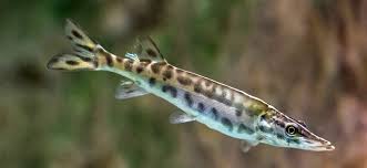Apr 06, 2017 · members of the genus esox—the pike, pickerels and muskellunge—are deadly predators that will kill and eat darn near anything, including squirrels, ducks, young muskrats and sizeable fish. Muskellunge Esox Masquinongy Species Profile