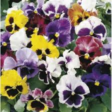 Πανσές Γίγας ανάμεικτα χρώματα! Σπόροι 0,20γρ