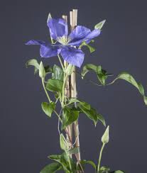 We did not find results for: Waldrebe Fujimusume Clematis Fujimusume Gunstig Online Kaufen