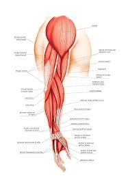Maybe you would like to learn more about one of these? Muscles Of Upper Limb Photograph By Asklepios Medical Atlas