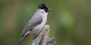 Wandro pun mengungkapkan vaksinasi tersebut juga untuk mengantisipasi penyebaran rabies dari anjing sebelumnya. 12 Jenis Burung Kecil Yang Rajin Bunyi Dan Bagus Dipelihara Pintarpet