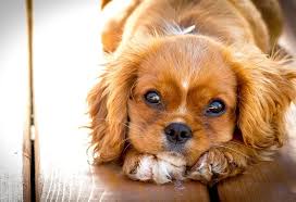 Advice on the gadgets your family uses every day. 10 Best Pets For Kids That You Can Consider For Your Child