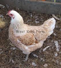 F2 Olive Eggers Olive Egger Hens I Am Excited To See What Color Her Daughters Lay In Olive Egger Chickens Backyard Egg Laying Breeds