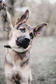 The rubber is thick, so it stands up against chewing. 7 Engaging Puzzle Toys For German Shepherds German Shepherd Dog Hq