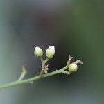 Image result for Sorindeia juglandifolia