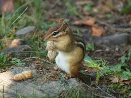 We get rid of chipmunks, call today for chipmunk removal service in kettering ohio. Chipmunk Cute Woods Free Photo On Pixabay