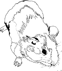 Dein meerschweinchen wird wahrscheinlich ängstlich werden und vor dir angst bekommen, wenn du es. Gratis Malvorlagen Meerschweinchen Coloring And Malvorlagan