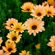 Image result for Dimorphotheca