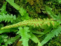Image result for Asplenium elliottii