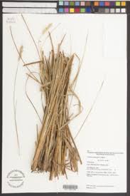 Image result for Cenchrus geniculatus