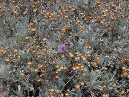 Image result for Cineraria pinnata