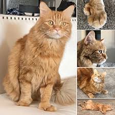 No six figure salary ceo , no celebrity board members with fancy events just hard working people trying to make a difference by doing the best they can. North Las Vegas Nv Maine Coon Meet Zeus A Pet For Adoption