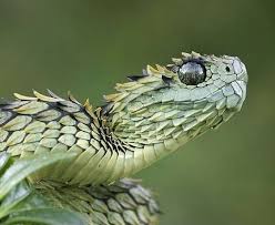 African Bush Viper Snake Spirit Animal African Bush Viper Snake Photos