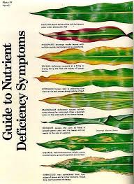 Guide To Nutrient Deficiency Symptoms Plants House Plants