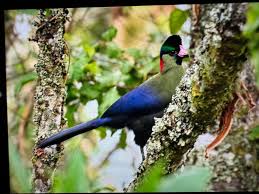 Image result for Vernonia kirungae