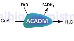 Image result for MCAD Deficiency