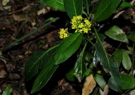 Image result for Psychotria capensis