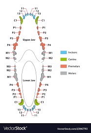 construction of a dogs teeth dental vector image