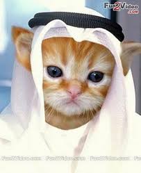 Pin By Marinalva Fernandes On Funny Kittens Cutest Baby Cats Fancy Cats