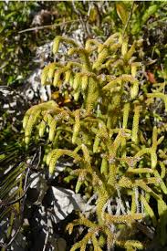 Image result for Lycopodiella cernua