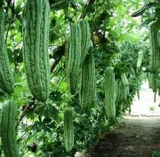 Flowers for vegetable garden australia. Terrace Gardening Of Vegetables Fruits Flowers Home Facebook