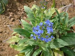 Image result for Cynoglossum lanceolatum