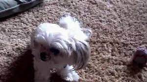 Check spelling or type a new query. Mi Ki Puppies For Sale Mi Ki Dog Breeders