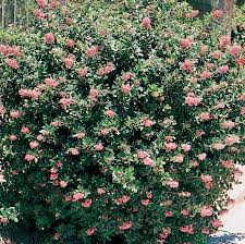 Image result for Escallonia