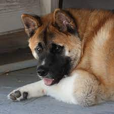 Apr 28, 2021 · lost black & white akita 8 pm 4/28/21. Craigslist For Japanese Akita Inu Puppies For Sale The Y Guide