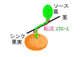 シンク ソース説について キトロロギストxの記録