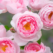 Check spelling or type a new query. Most Fragrant English Roses David Austin Roses