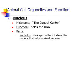 You'll also be able to discover what is the membrane. Cell Structure And Functions Ppt Video Online Download