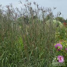 Image result for Andropogon amethystinus