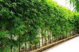Here's a look at some of the best plants to use for best trees for privacy. What Bamboo Is Best For Privacy Screens Bamboo Plants Hq