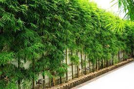 Would you all have any other suggestions of plants that would be suitable? What Bamboo Is Best For Privacy Screens Bamboo Plants Hq