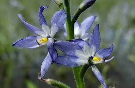 Image result for Heteranthera