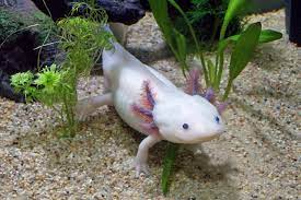 Apr 08, 2020 · best tank size for axolotls minimum tank size for axolotls. Ask Dr Universe What Are Axolotl The Daily World