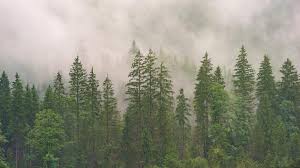 We did not find results for: Hutan Pinus Ekosistem Hingga Fakta Unik Wanaswara