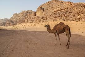 This donkey doesn't take too kindly to camels drinking his water. That One Time I Fell Off A Camel In Jordan Young Adventuress