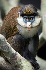 This Is The Lesser Spot Nosed Guenon They Are A Little Studied Yet Very Adaptable Monkey From The West Coast Of Africa Th Monkey Types Primates Animals Wild
