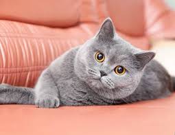 10 Jenis Kucing Paling Mahal Di Dunia Minat Pelihara