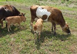 Raise Small Breed Milk Cows Mother Earth News
